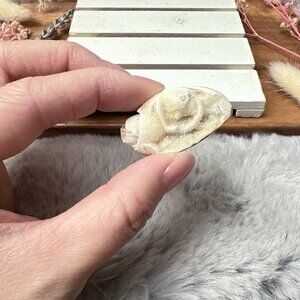 Beautiful Mini Fossil Shell